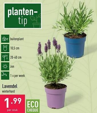 ALDI Lavendel aanbieding