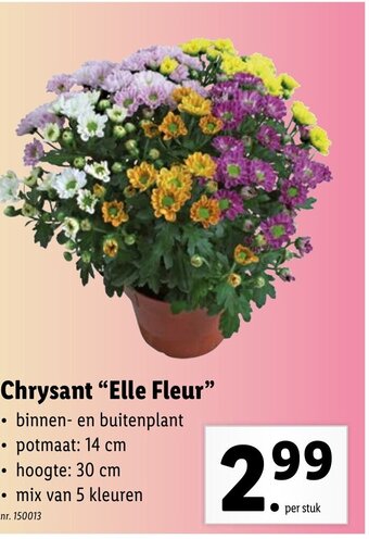 Lidl Chrysant "Elle Fleur" aanbieding