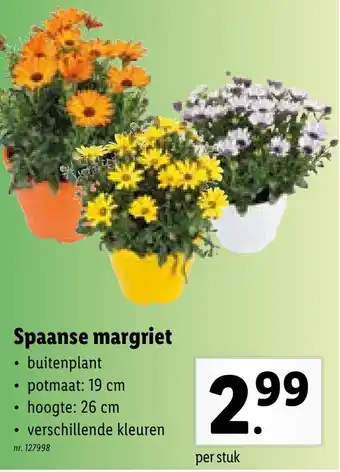 Lidl Spaanse margriet aanbieding