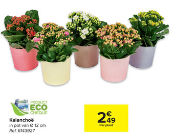 Carrefour Kalanchoe aanbieding