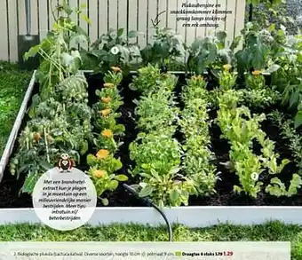 Intratuin Biologische pluksla aanbieding
