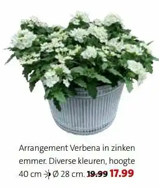 Intratuin Arrangement verbena in zinken emmer aanbieding