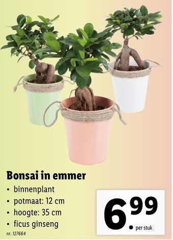 Lidl Bonsai in emmer aanbieding