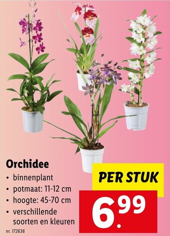 Lidl Orchidee aanbieding