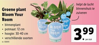 Groene plant bloom your room