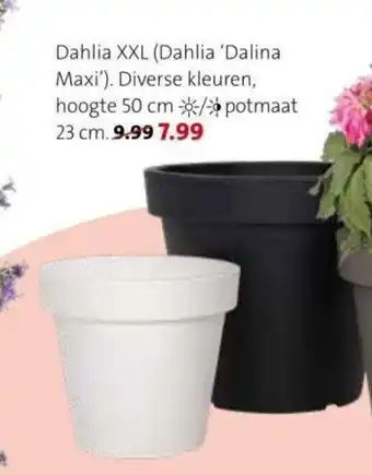 Intratuin Dahlia XXL (dahlia "dalina maxi") aanbieding