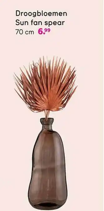 Leen Bakker Droogbloemen Sun Fan Spear aanbieding