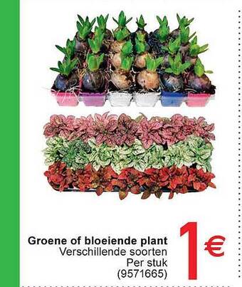 Cora Groene Of Bloeiende Plant aanbieding