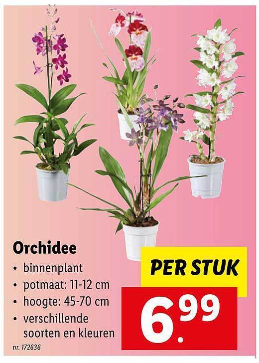 Orchidee promotie bij Lidl