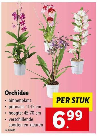 Lidl Orchidee aanbieding