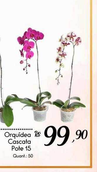 Giassi Supermercados Orquídea Cascata Pote 15 oferta