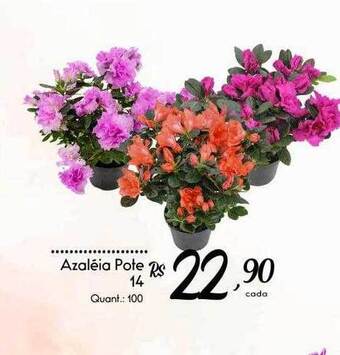 Azaléia Pote 14