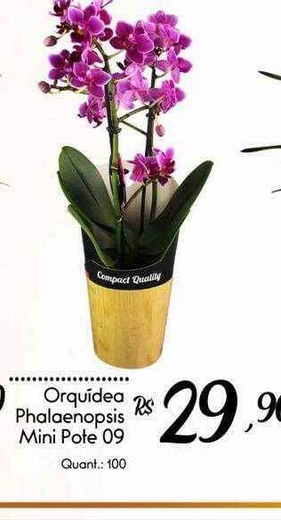 Giassi Supermercados Orquídea Phalaenopsis Mini Pote 09 oferta
