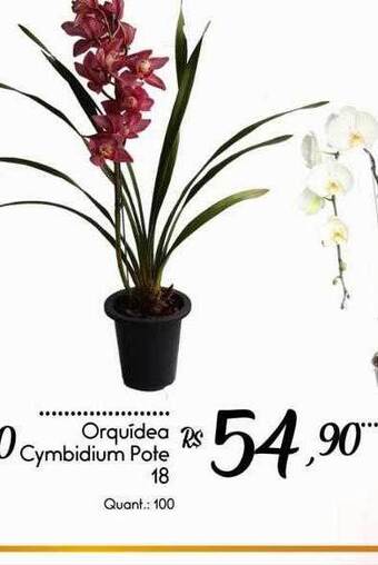 Giassi Supermercados Orquídea Cymbidium Pote 18 oferta