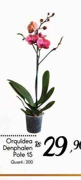 Giassi Supermercados Orquídea Denphalen Pote 15 oferta