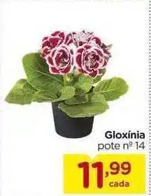 Gloxinia