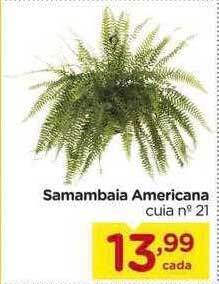 Samambaia Americana