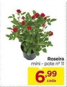 Carrefour Roseira Mini oferta