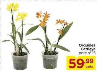 Carrefour Orquidea Cattleya oferta