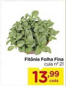 Fitônia Folha Fina
