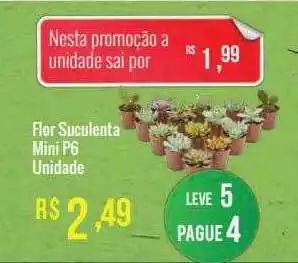 Mart Minas Flor Suculenta Mini oferta