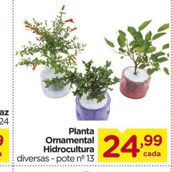 Planta ornamental