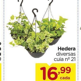 Hedera