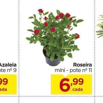 Roseira