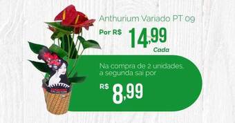 Oba Hortifruti Anthurium Variado Pt 09 oferta