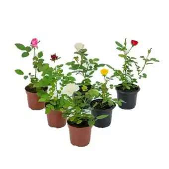 Flor roseira mini p06