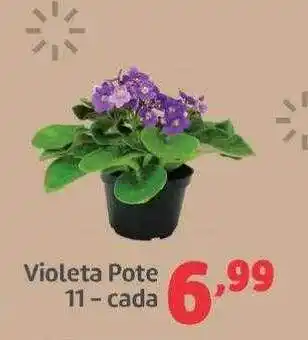 Violeta Pote 11 - Cada
