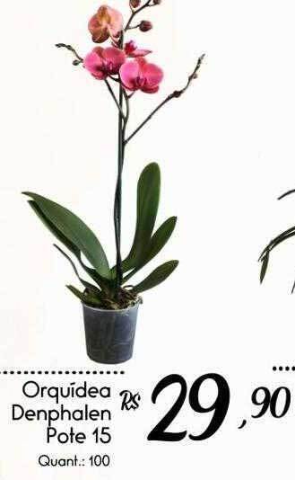 Giassi Supermercados Orquídea Denphalen Pote 15 oferta