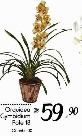 Giassi Supermercados Orquídea Cymbidium Pote 18 oferta