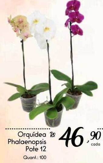 Orquídea Phalaenopsis Pote 12
