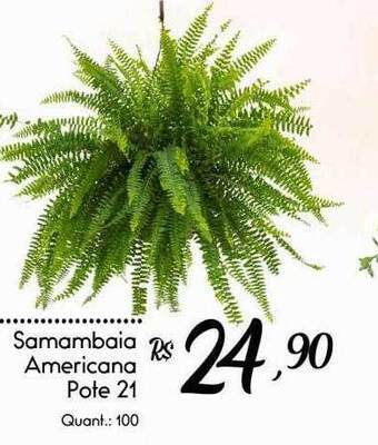 Giassi Supermercados Samambaia Americana Pote 21 oferta