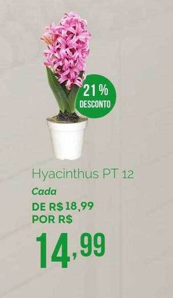 Oba Hortifruti Hyacinthus Pt 12 21% Desconto oferta