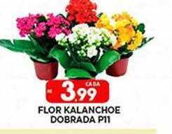 Supermercado Porecatu Flor Kalanchoe Dobrada oferta
