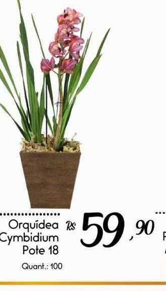 Giassi Supermercados Orquídea Cymbidium Pote 18 oferta