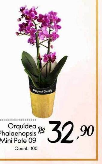 Giassi Supermercados Orquídea Phalaenopsis Mini Pote 09 oferta