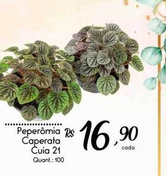 Peperômia Caperata Cuia 21