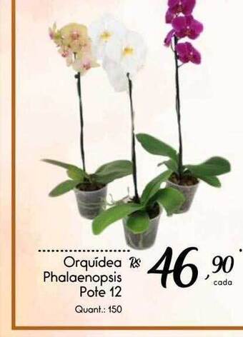 Giassi Supermercados Orquídea Phalaenopsis Pote 12 oferta