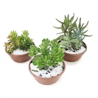 Tome Leve Vaso de flor suculenta oferta