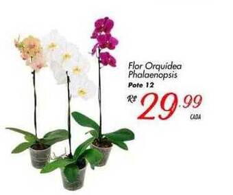 Flor Orquidea Phalaenopsis