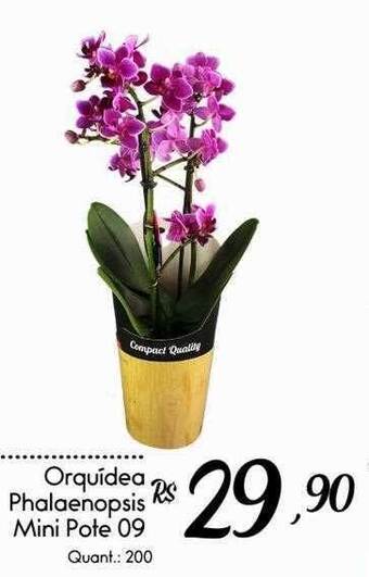 Giassi Supermercados Orquídea Phalaenopsis Mini Pote 09 oferta