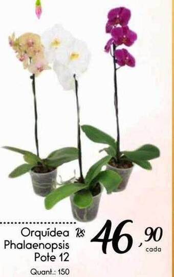 Giassi Supermercados Orquídea Phalaenopsis Pote 12 oferta