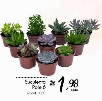 Giassi Supermercados Suculenta Pote 6 oferta