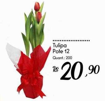 Giassi Supermercados Tulipa Pote 12 oferta
