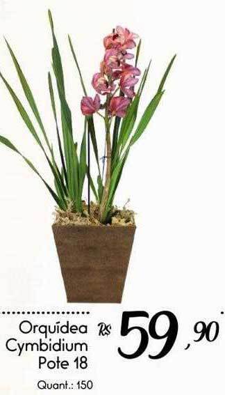 Orquídea Cymbidium Pote 18
