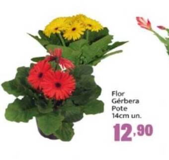 Rede Top Flor Gérbera Pote 14cm Un. oferta