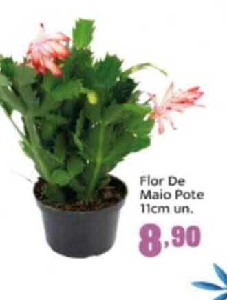 Rede Top Flor De Maio Pote 11cm Un. oferta